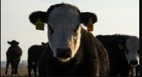 Mixed Macroeconomic Signals Shake Cattle Markets